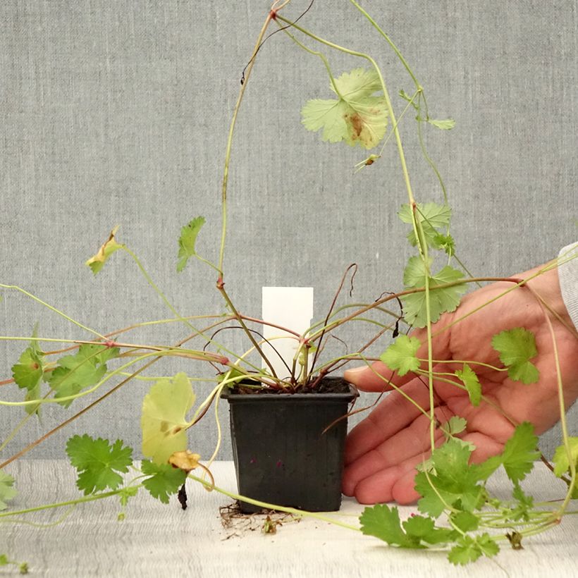 Pelargonium grossularioides  8/9 cm pot sample as delivered in summer