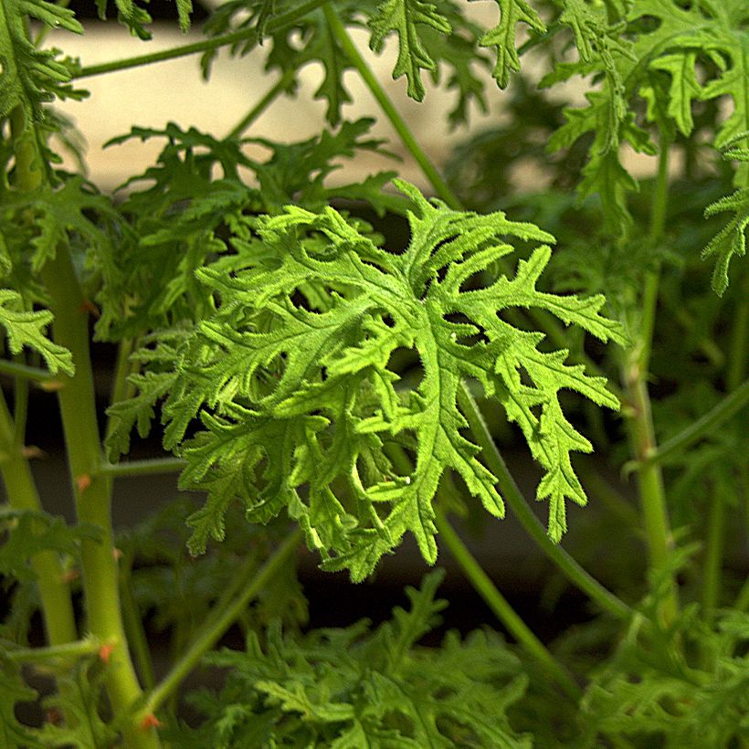 Pelargonium crispum Candy Dancer (Foliage)