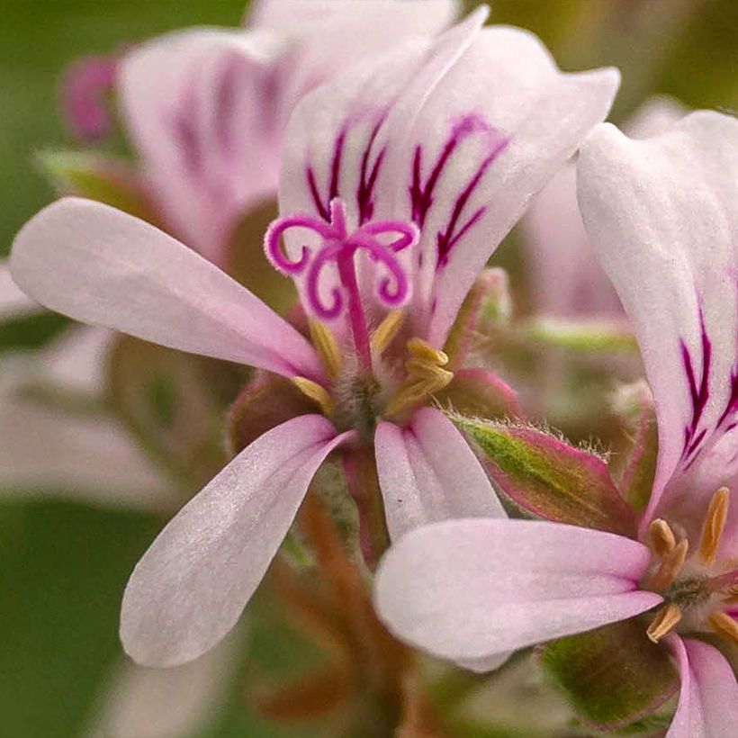 Pelargonium crispum Candy Dancer (Flowering)