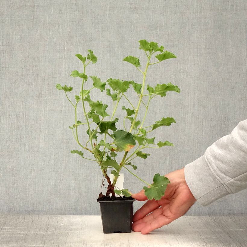 Pelargonium nervosum Cola Bottles 8/9 cm pot sample as delivered in summer