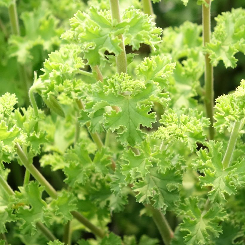 Pelargonium crispum Minor (Foliage)