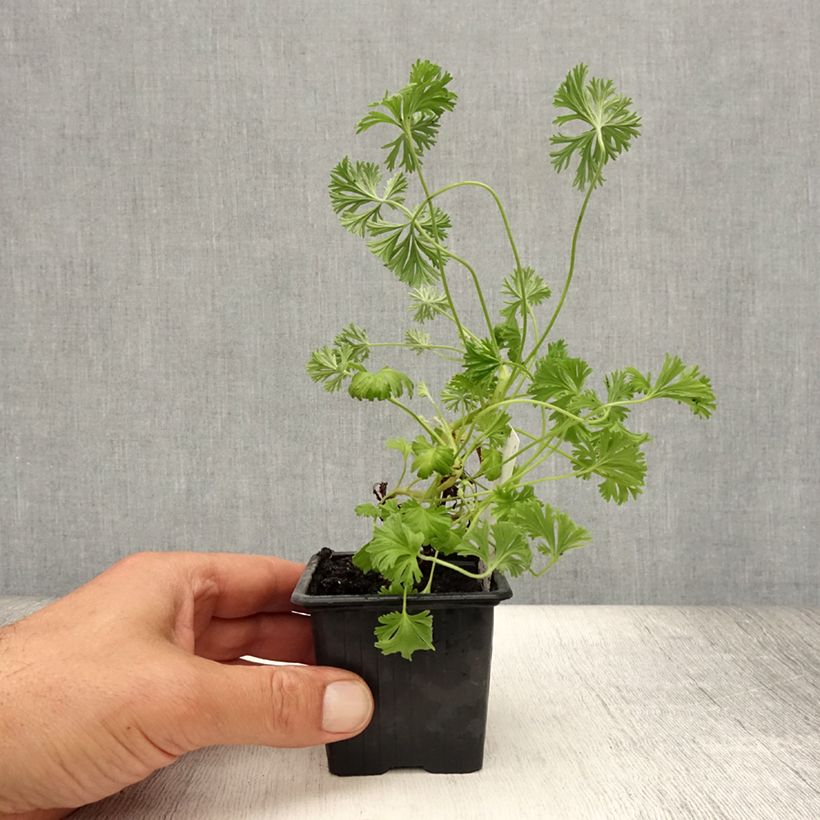 Pelargonium Deerwood Lavender 8/9 cm pot sample as delivered in summer