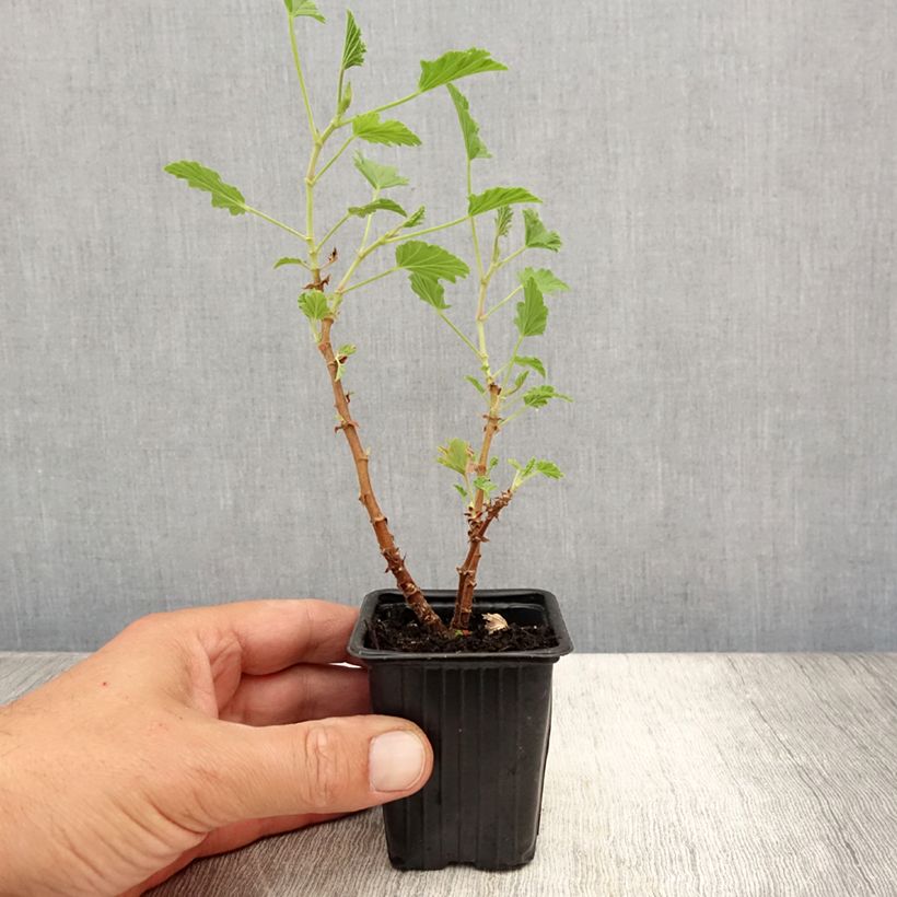 Pelargonium Lemon fancy 7/8 cm pot sample as delivered in summer