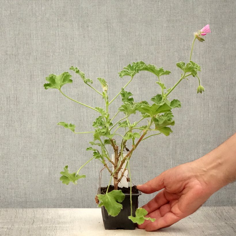 Pelargonium capitatum Pink Capricorn 8/9 cm pot sample as delivered in summer