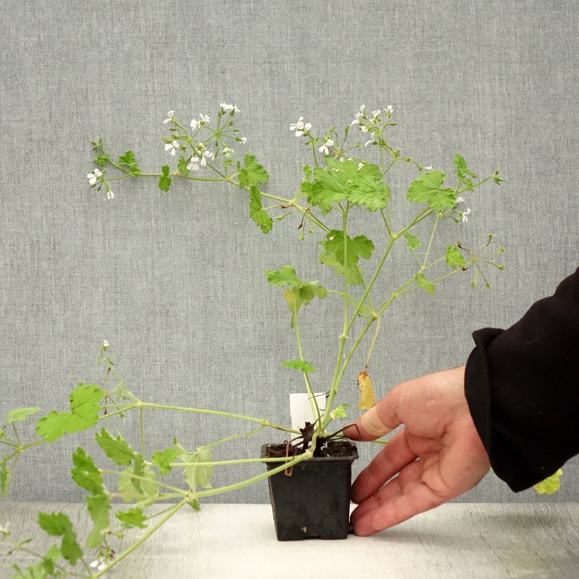Pelargonium odoratissimum 8/9 cm pot sample as delivered in summer