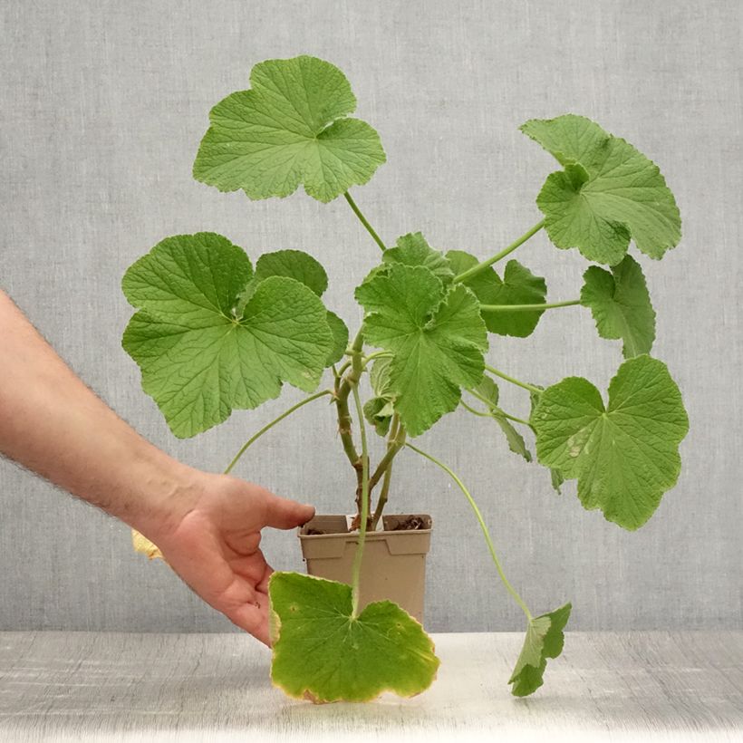 Pelargonium papilionaceum  1L/1.5L pot sample as delivered in summer