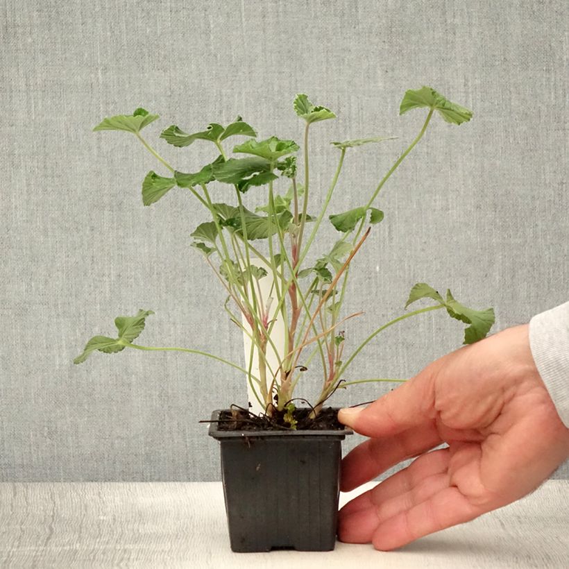 Pelargonium sidoides  8/9 cm pot sample as delivered in summer