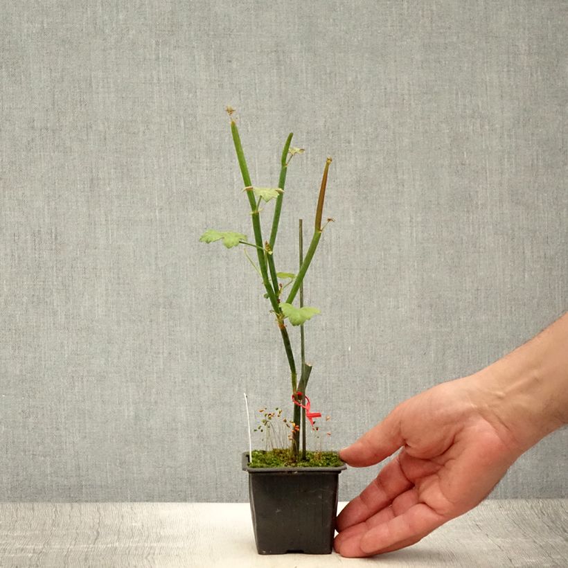 Pelargonium tetragonum 8/9 cm pot sample as delivered in summer