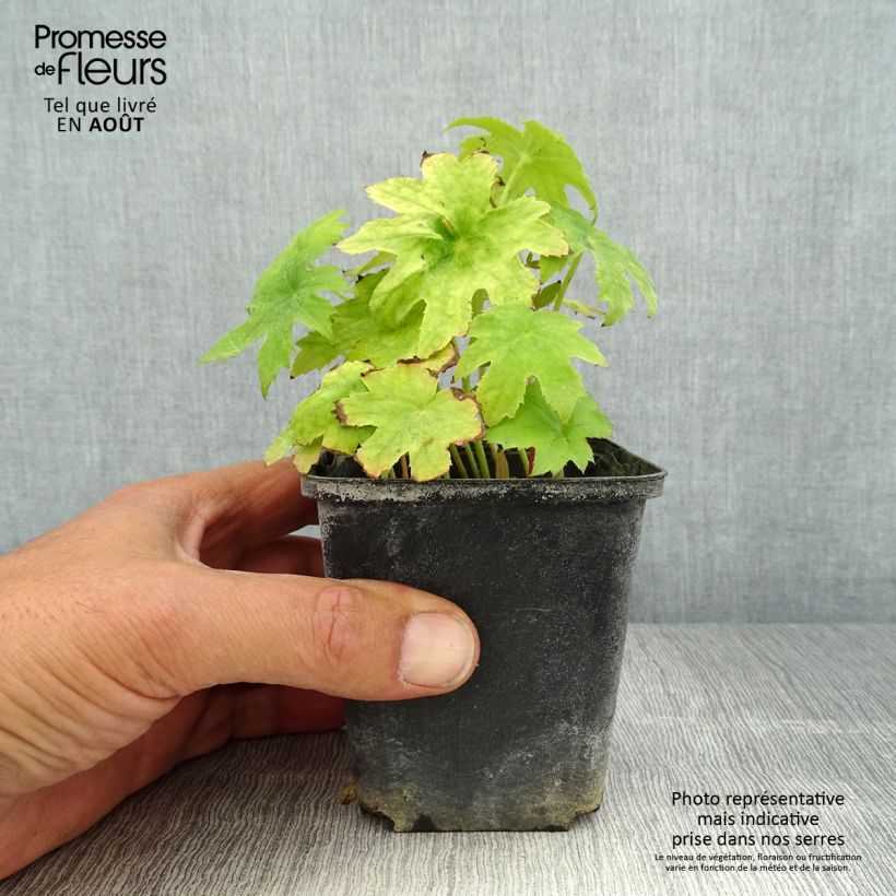 Peltoboykinia watanabei 8/9 cm pot sample as delivered in summer