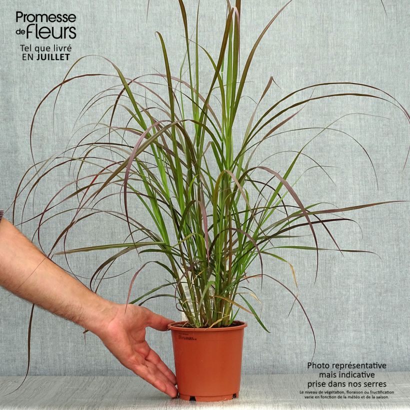 Example of Pennisetum advena Rubrum - Purple Fountain Grass as you get in ete