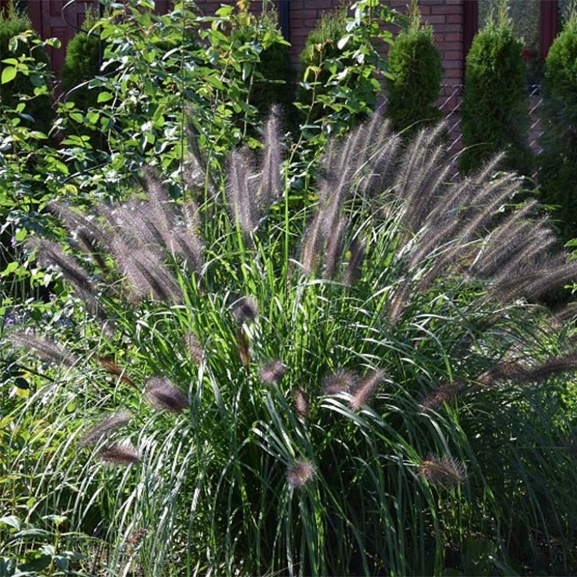 Pennisetum alopecuroïdes Black Beauty - Chinese Fountain Grass (Foliage)