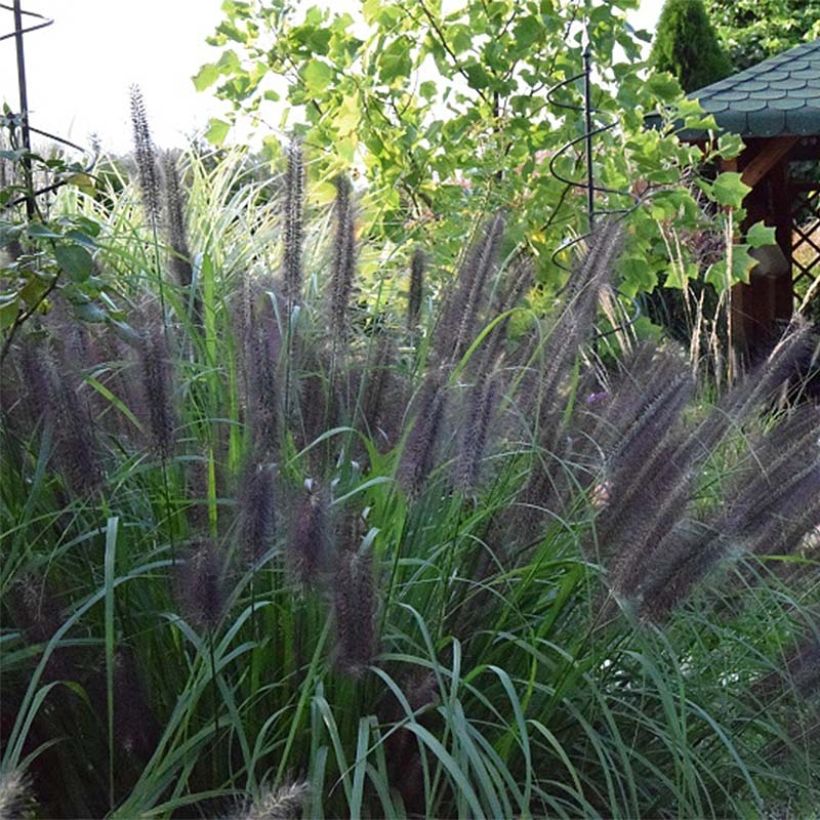 Pennisetum alopecuroïdes Black Beauty - Chinese Fountain Grass (Flowering)