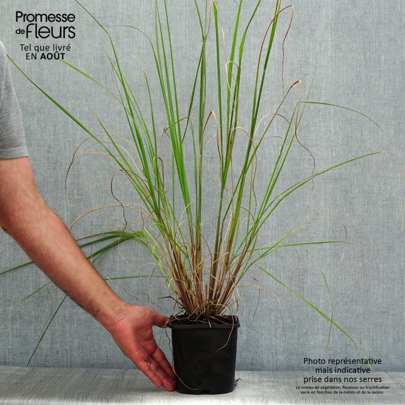 Pennisetum alopecuroïdes Black Beauty - Chinese Fountain Grass 2L/3L pot sample as delivered in summer