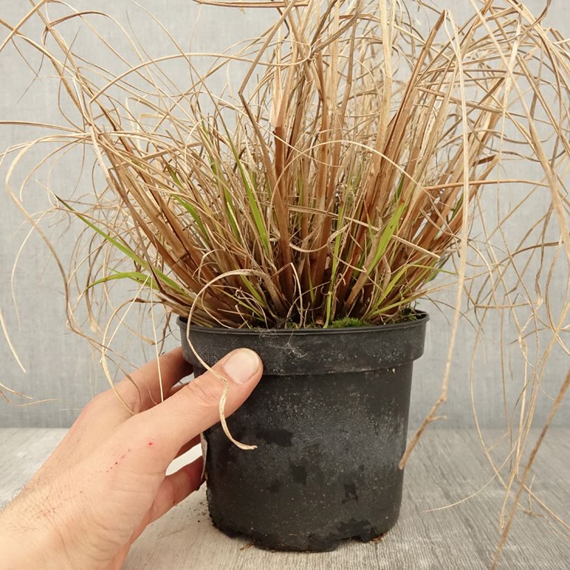 Pennisetum alopecuroïdes Cassian sample as delivered in spring