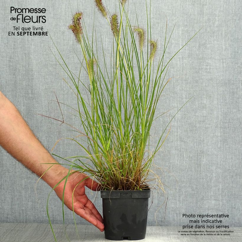 Pennisetum alopecuroides Gelbstiel - Chinese Fountain Grass 2L/3L pot sample as delivered in summer