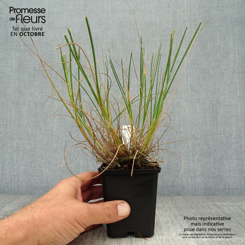 Pennisetum alopecuroides Goldstrich - Chinese Fountain Grass 8/9 cm pot sample as delivered in autumn