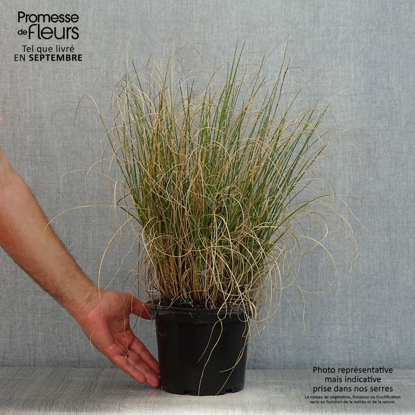 Pennisetum alopecuroides Hameln - Chinese Fountain Grass 3L/4L pot sample as delivered in summer