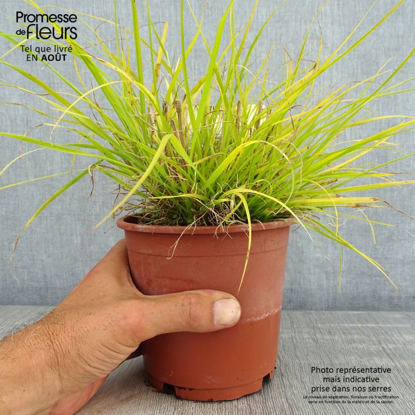 Pennisetum alopecuroïdes Hameln Gold - Chinese Fountain Grass 1L/1.5L pot sample as delivered in summer