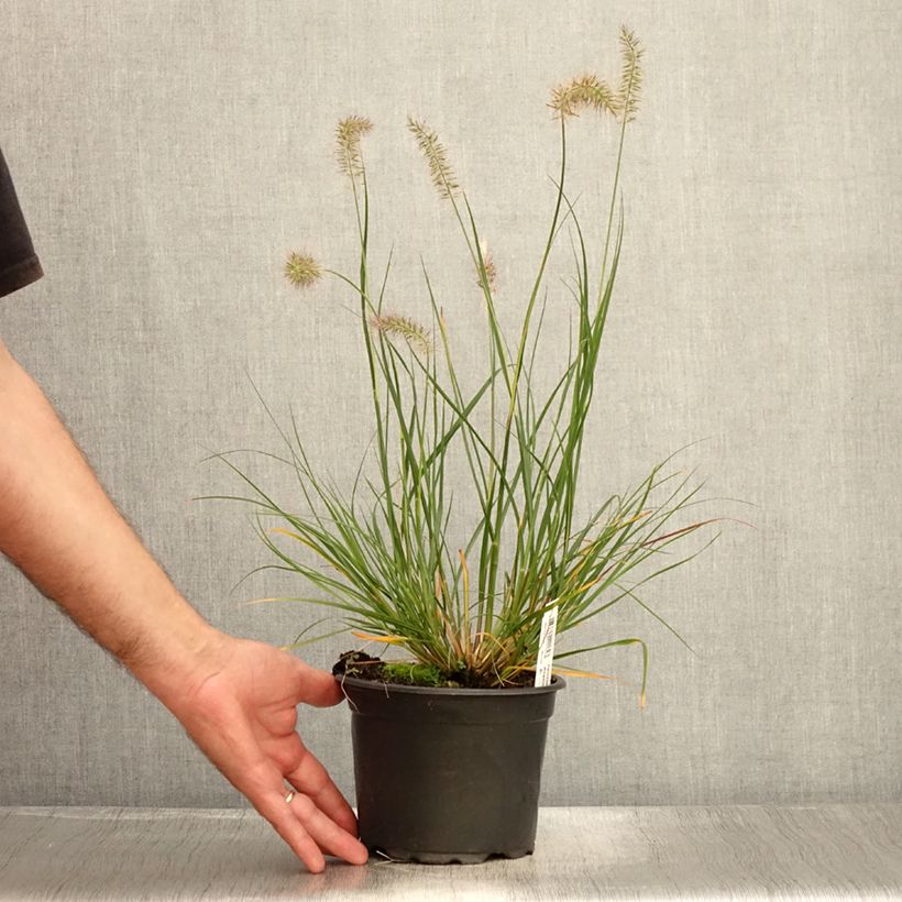 Pennisetum alopecuroides Hameln - Chinese Fountain Grass 2L/3L pot sample as delivered in summer