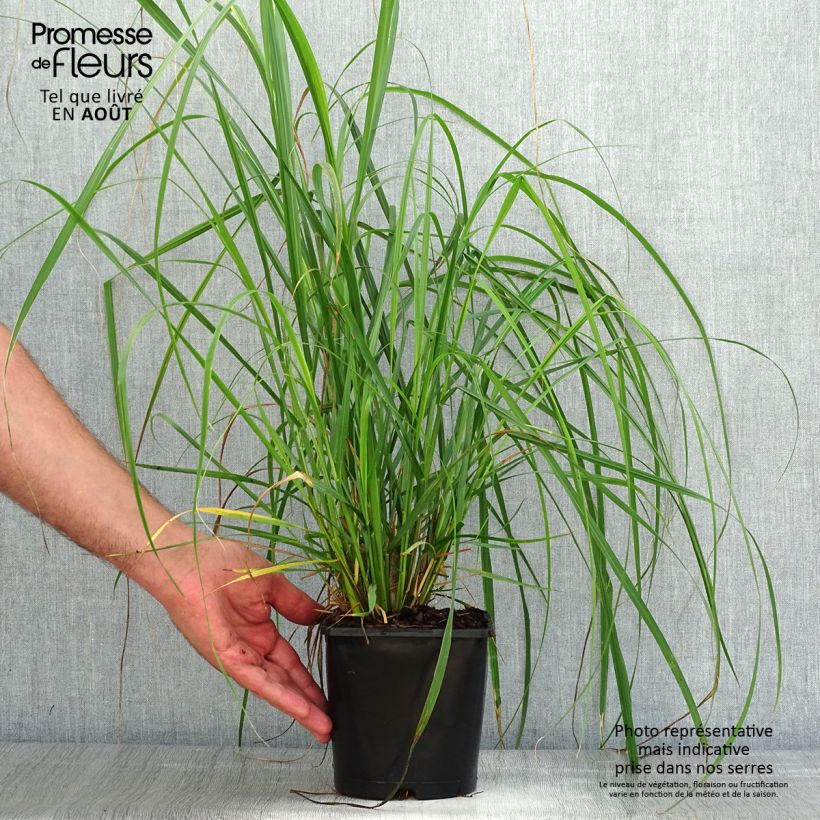 Pennisetum alopecuroïdes Japonicum - Chinese Fountain Grass 2L/3L pot sample as delivered in summer