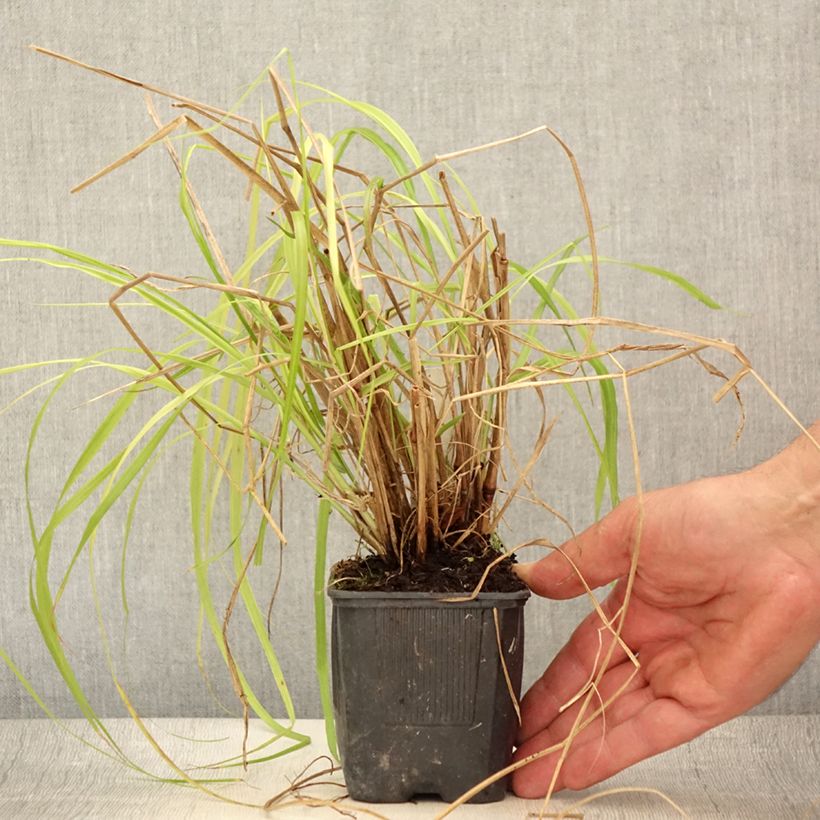 Pennisetum alopecuroïdes Lepage Gold - Chinese Fountain Grass 8/9 cm pot sample as delivered in summer
