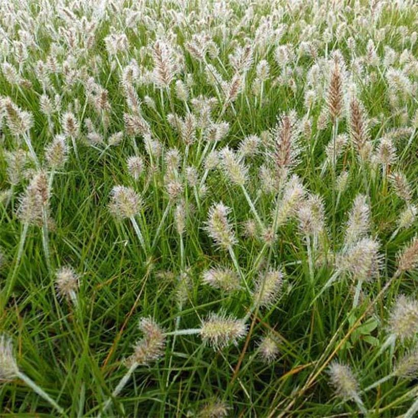 Pennisetum alopecuroïdes Little Bunny - Chinese Fountain Grass (Flowering)