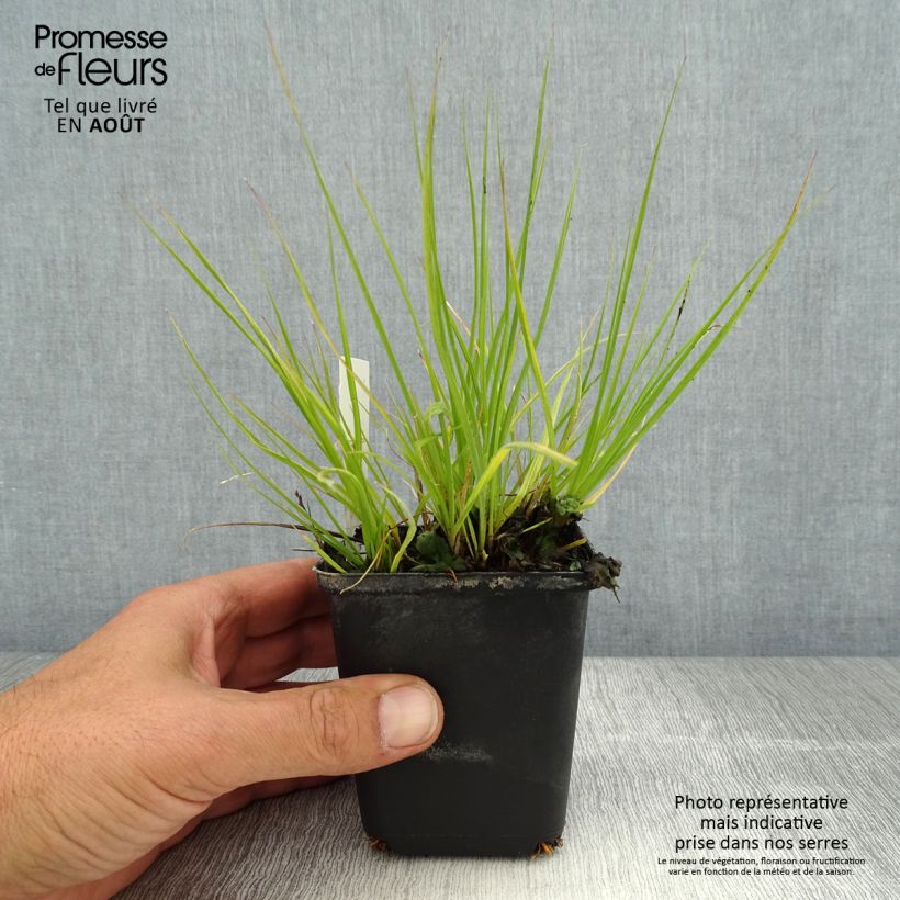 Pennisetum alopecuroides Lumen Gold - Chinese Fountain Grass 8/9 cm pot sample as delivered in summer