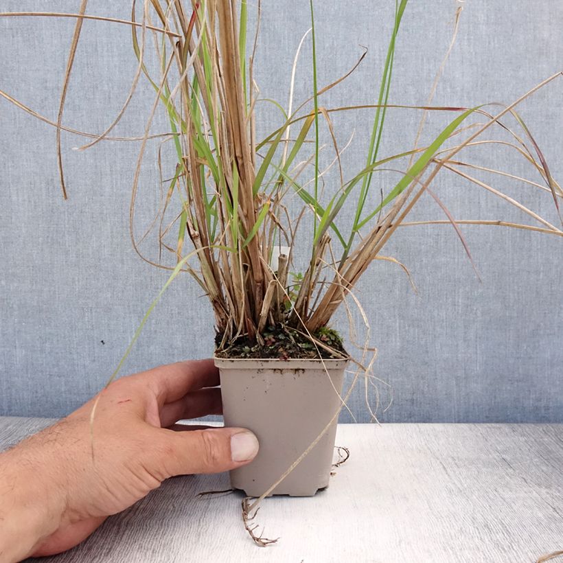 Pennisetum alopecuroïdes National Arboretum - Chinese Fountain Grass 8/9 cm pot sample as delivered in summer