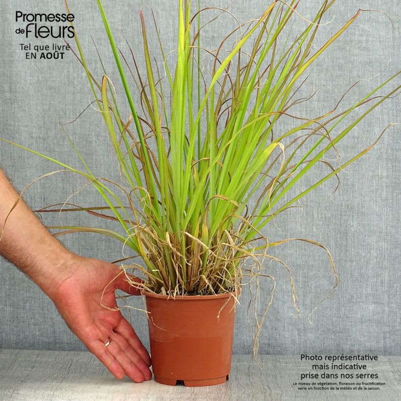 Pennisetum alopecuroïdes National Arboretum - Chinese Fountain Grass 1L/1.5L pot sample as delivered in summer