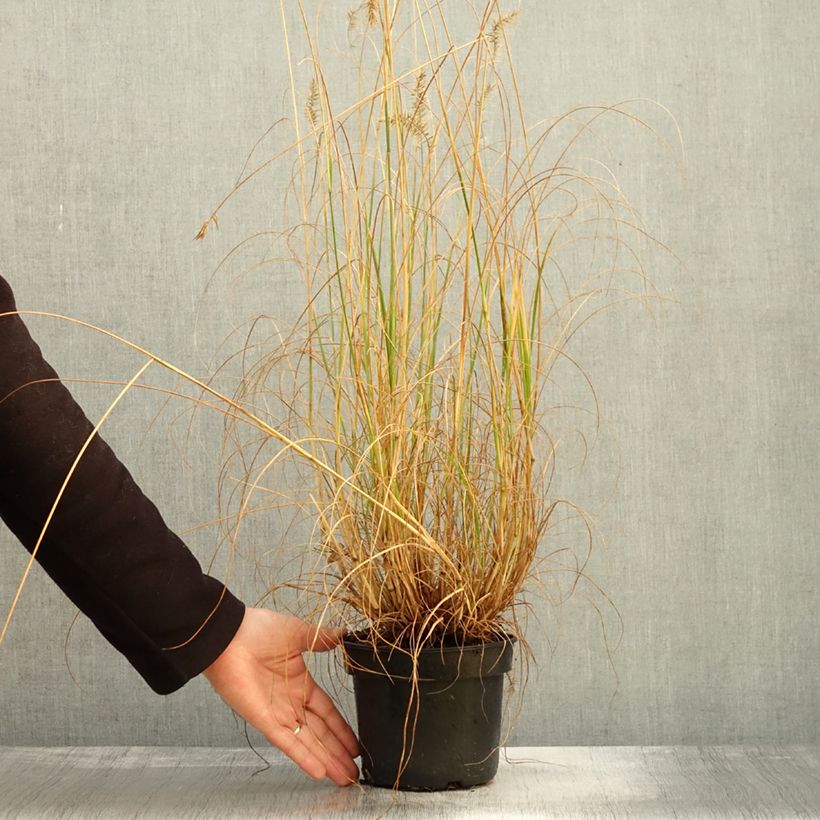 Pennisetum alopecuroïdes National Arboretum - Chinese Fountain Grass 3L/4L pot sample as delivered in autumn