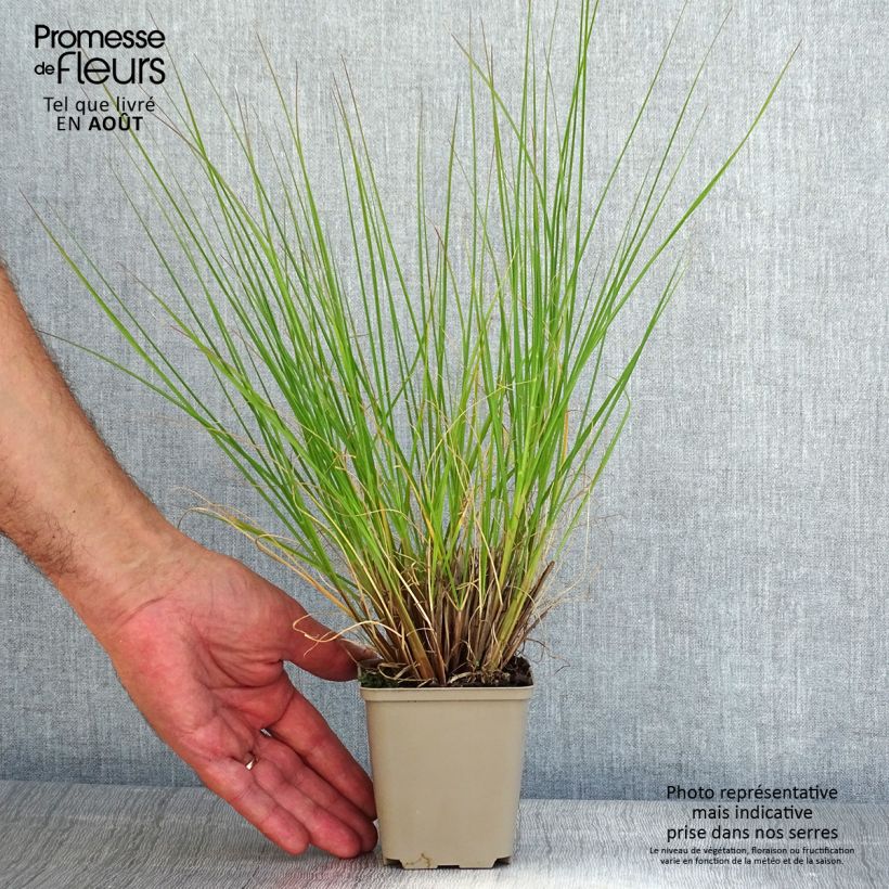 Pennisetum alopecuroïdes Piglet - Chinese Fountain Grass 8/9 cm pot sample as delivered in summer
