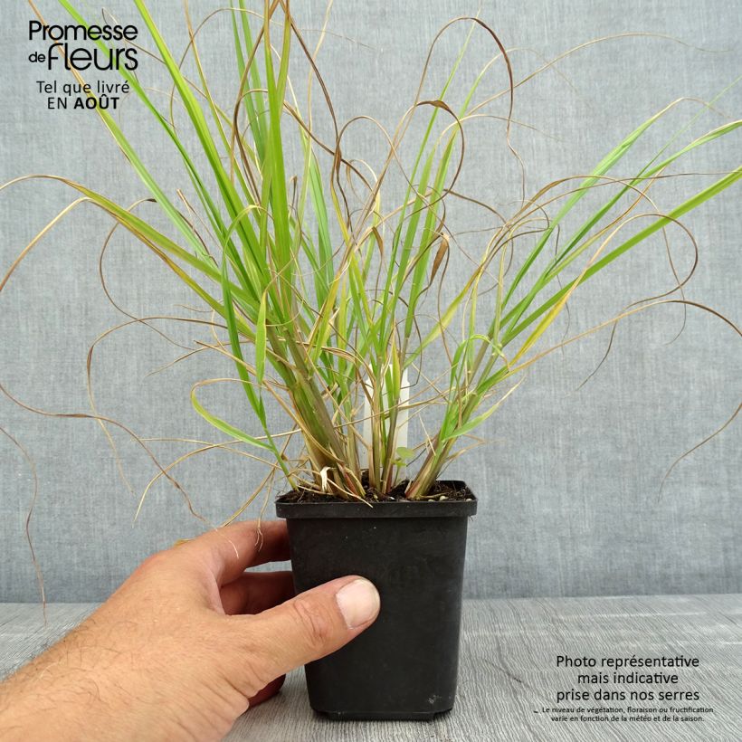 Pennisetum alopecuroïdes 'Red Head' 8/9 cm pot sample as delivered in summer