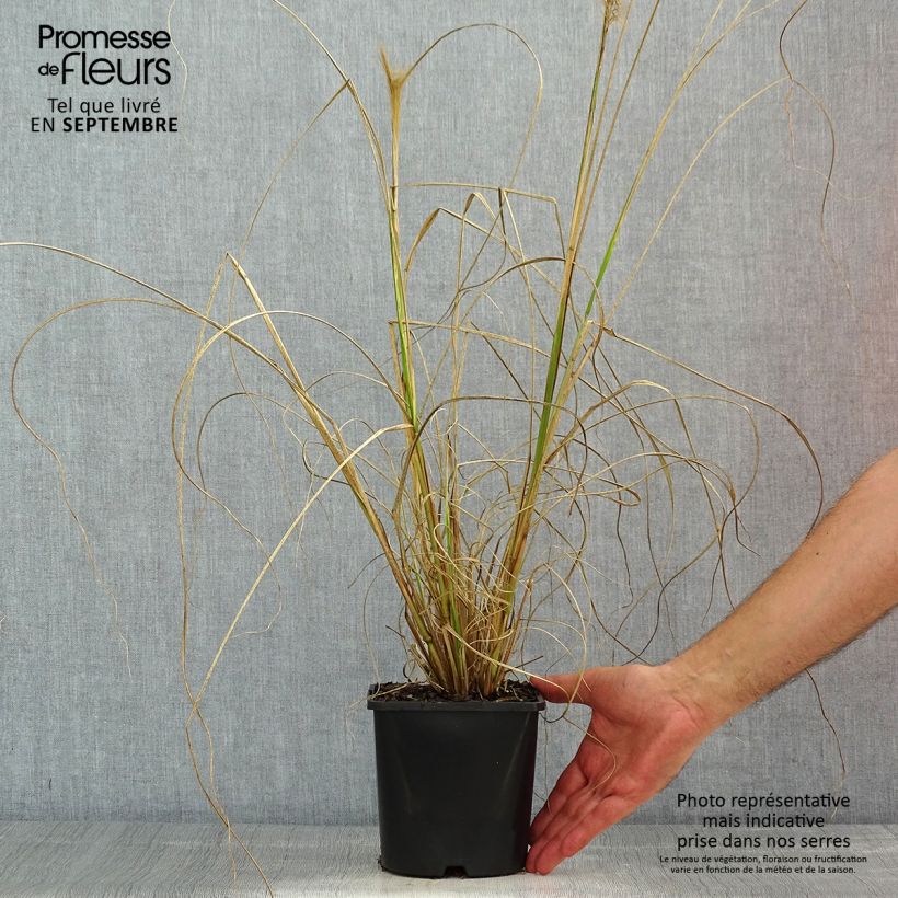 Pennisetum alopecuroïdes 'Red Head' 2L/3L pot sample as delivered in summer