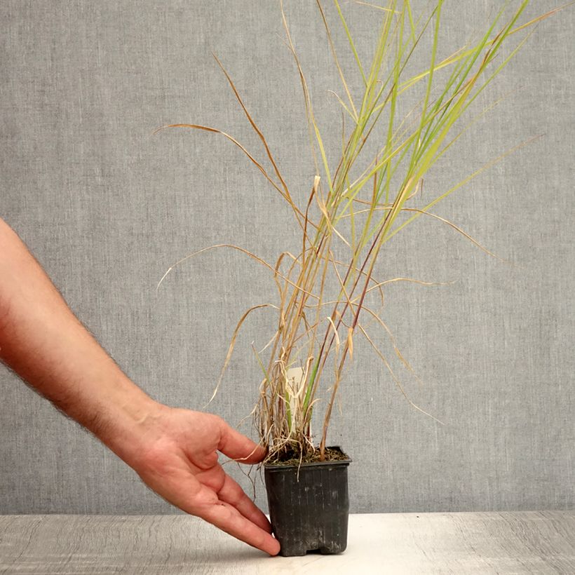 Pennisetum incomptum 8/9 cm pot sample as delivered in summer