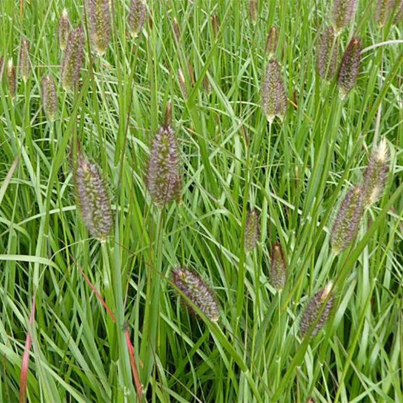 Pennisetum massaicum Red Bunny Tail - African feather Grass (Flowering)