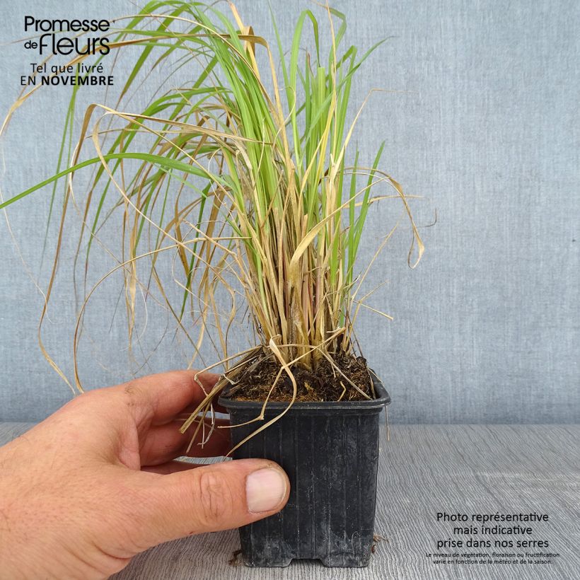 Pennisetum massaicum Red Button - African feather Grass 8/9 cm pot sample as delivered in autumn