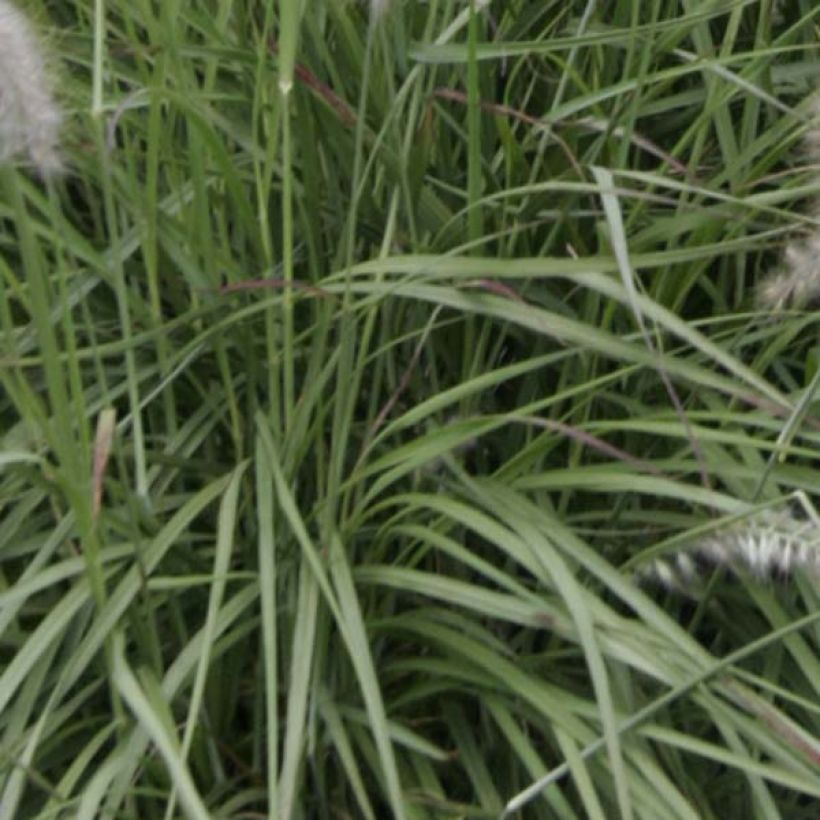 Pennisetum orientale - Oriental Fountain Grass (Foliage)