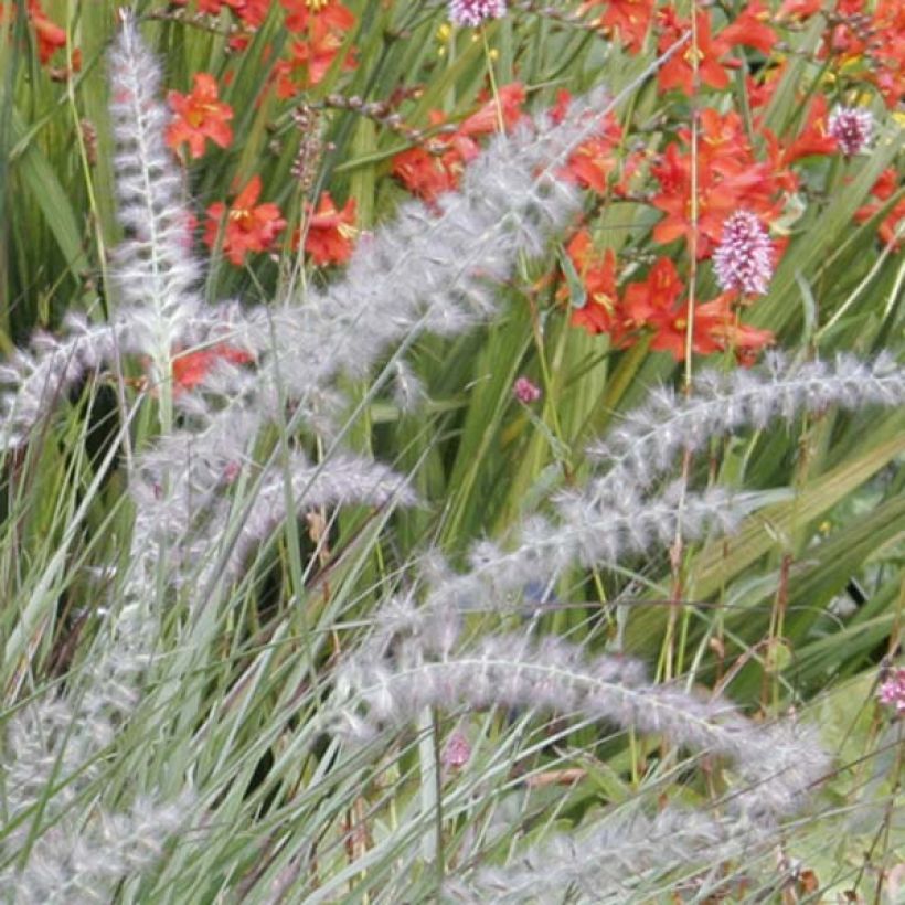 Pennisetum orientale - Oriental Fountain Grass (Flowering)