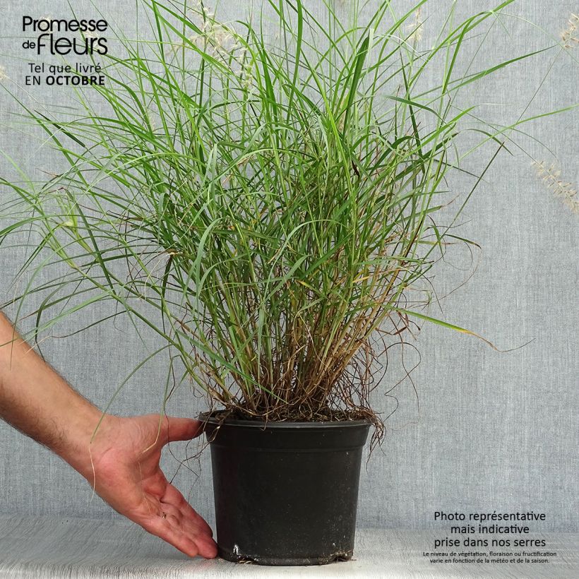 Pennisetum orientale - Oriental Fountain Grass 2L/3L pot sample as delivered in autumn