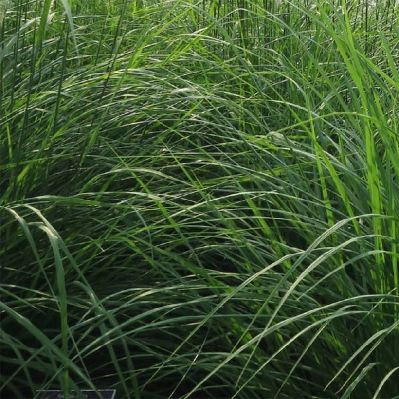 Pennisetum orientale Fairy Tails - Oriental Fountain Grass (Foliage)