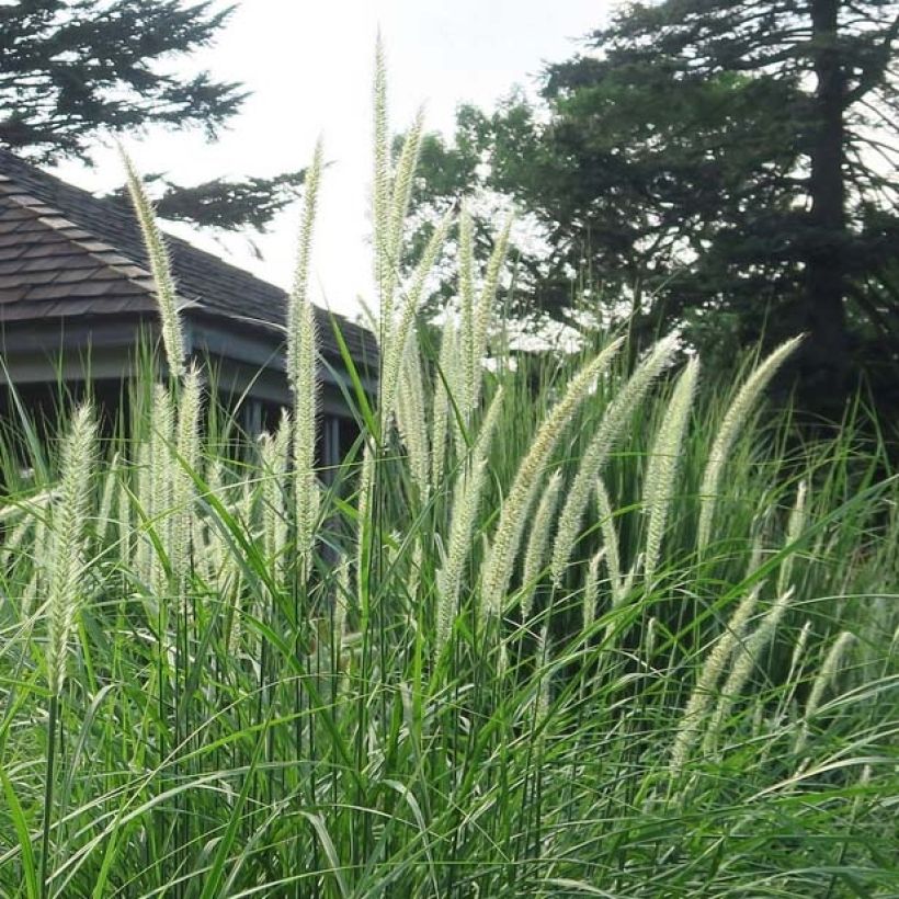 Pennisetum orientale Fairy Tails - Oriental Fountain Grass (Flowering)