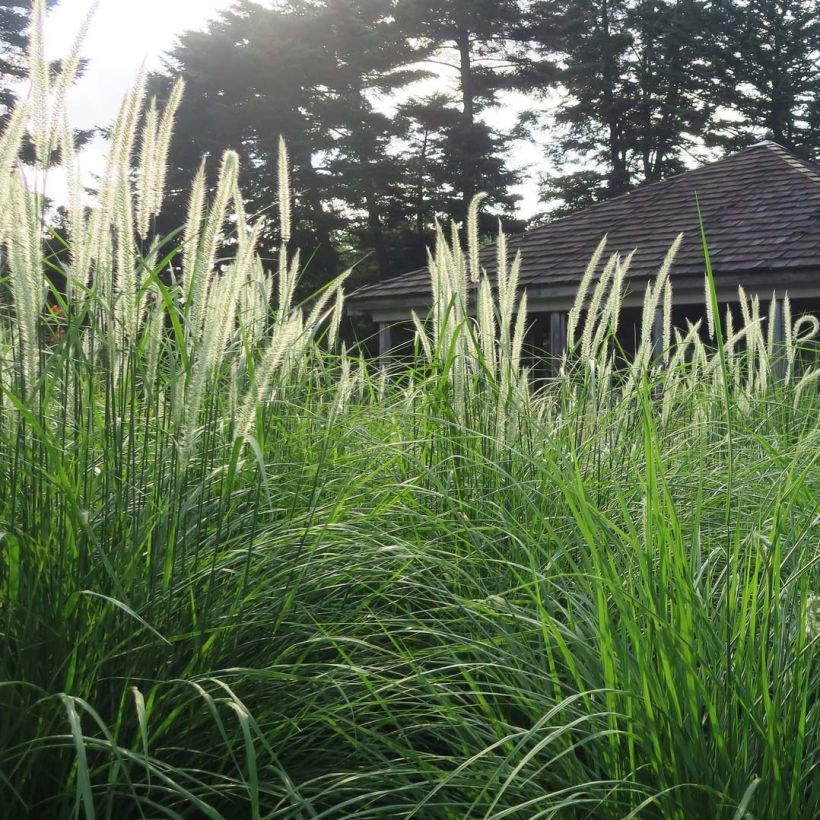 Pennisetum orientale Fairy Tails - Oriental Fountain Grass (Plant habit)