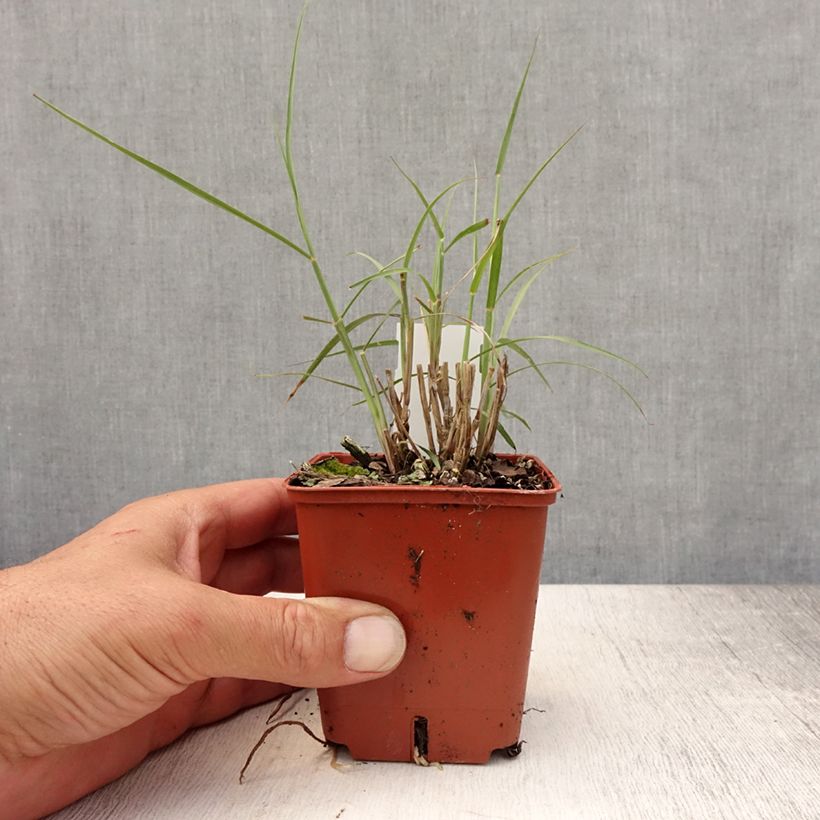 Pennisetum orientale JS Dance With Me - Oriental Fountain Grass 8/9 cm pot sample as delivered in summer