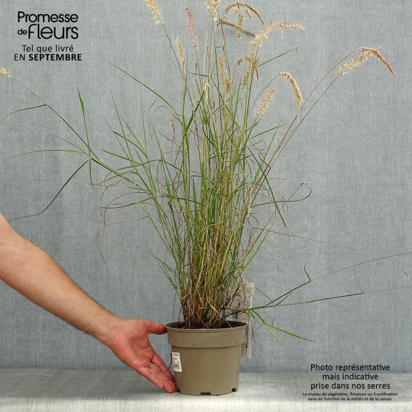 Pennisetum orientale Karley Rose - Oriental Fountain Grass 2L/3L pot sample as delivered in summer