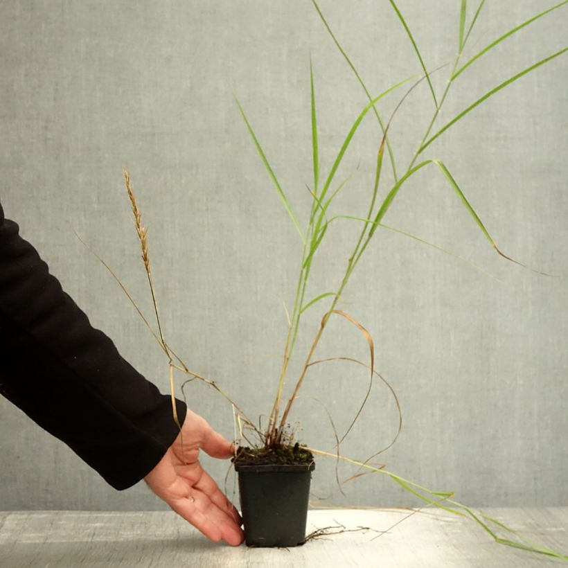 Pennisetum orientale Shogun - Oriental Fountain Grass 8/9 cm pot sample as delivered in autumn