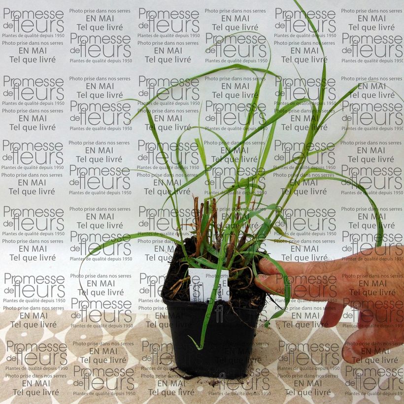 Pennisetum orientale Tall Tails - Oriental Fountain Grass (Harvest)