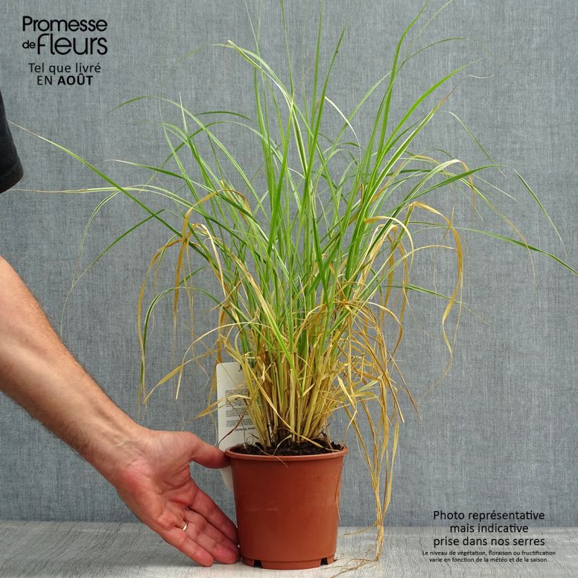 Pennisetum setaceum Skyrocket 1L/1.5L pot sample as delivered in summer