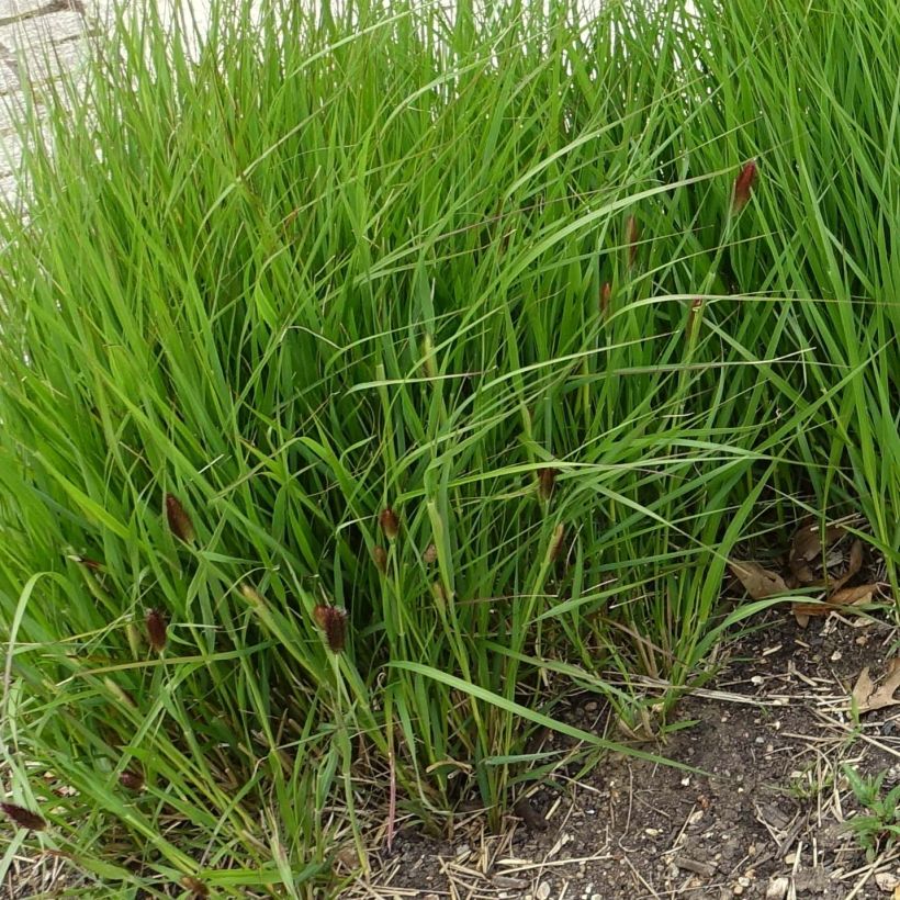 Pennisetum thunbergii (Plant habit)