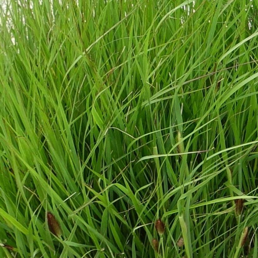 Pennisetum thunbergii (Foliage)