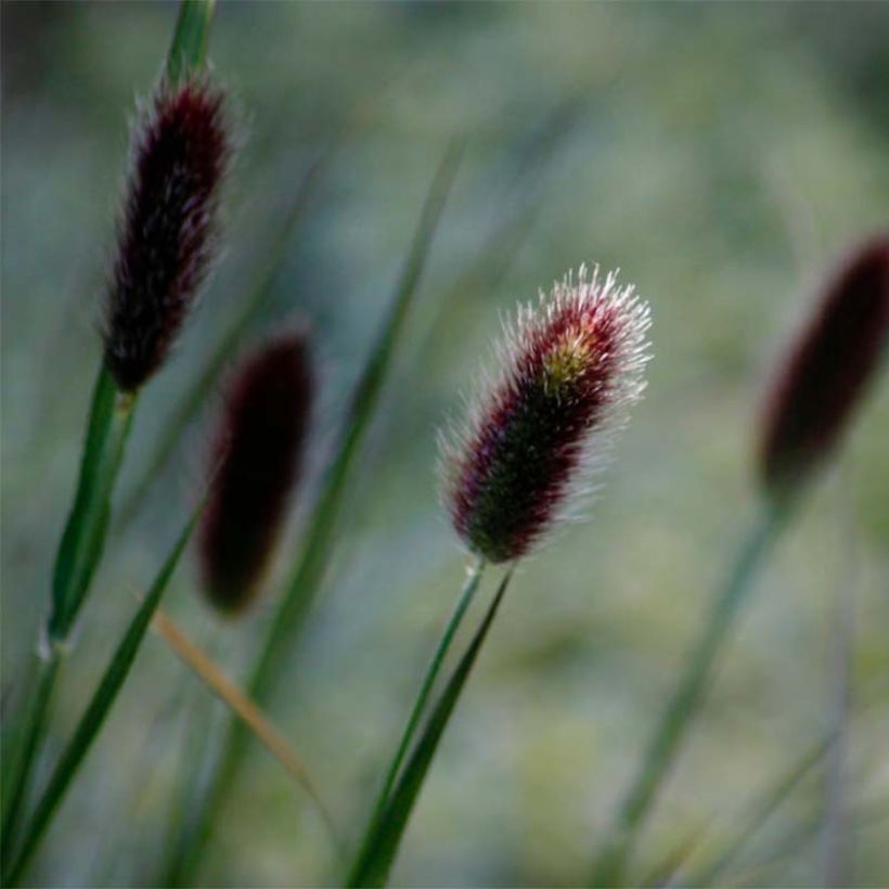 Pennisetum thunbergii (Flowering)